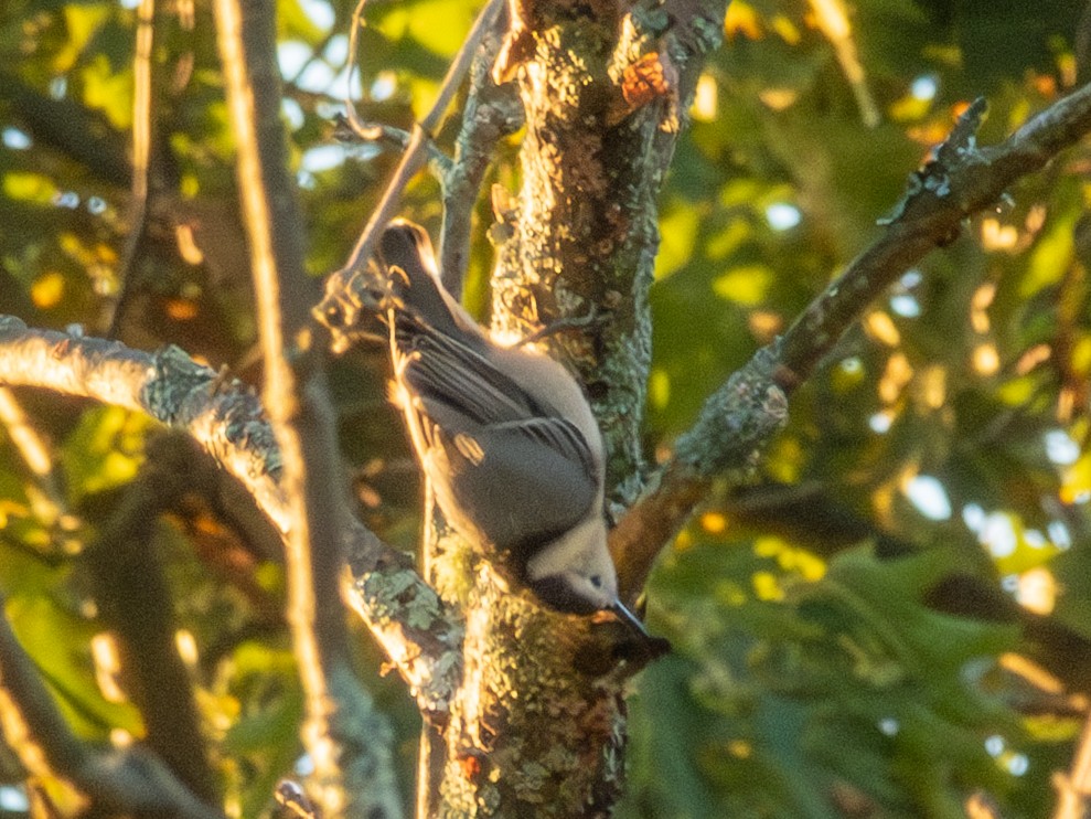 White-breasted Nuthatch - ML642428572