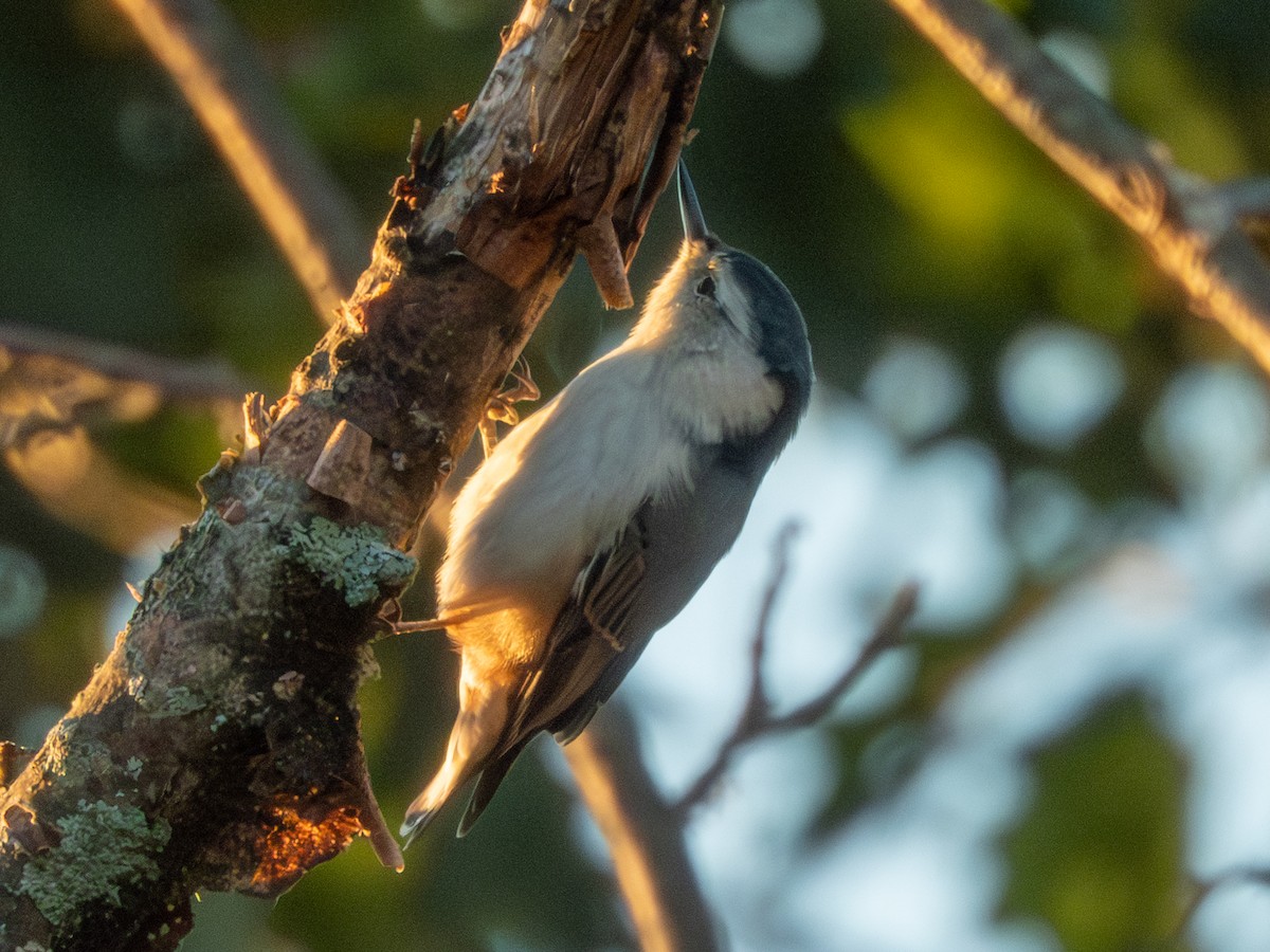 White-breasted Nuthatch - ML642428573