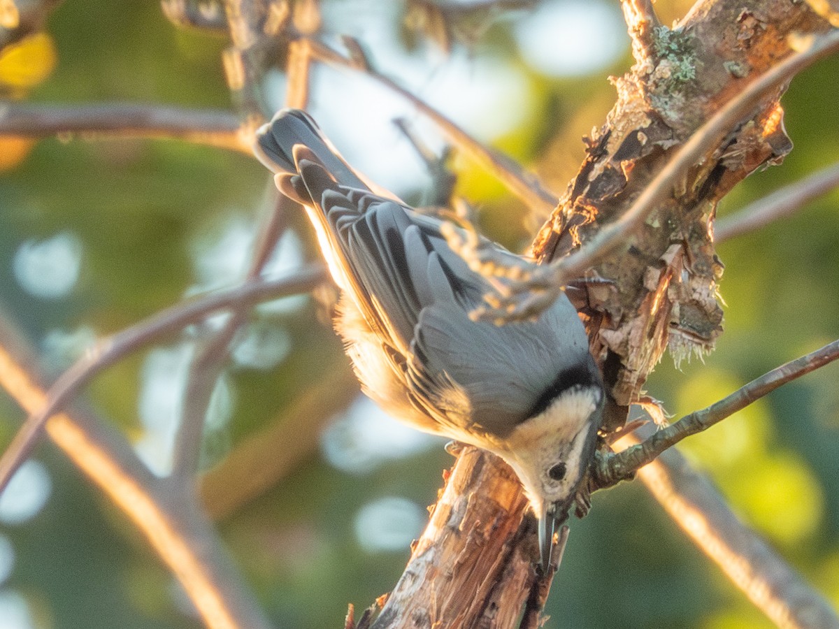 White-breasted Nuthatch - ML642428574