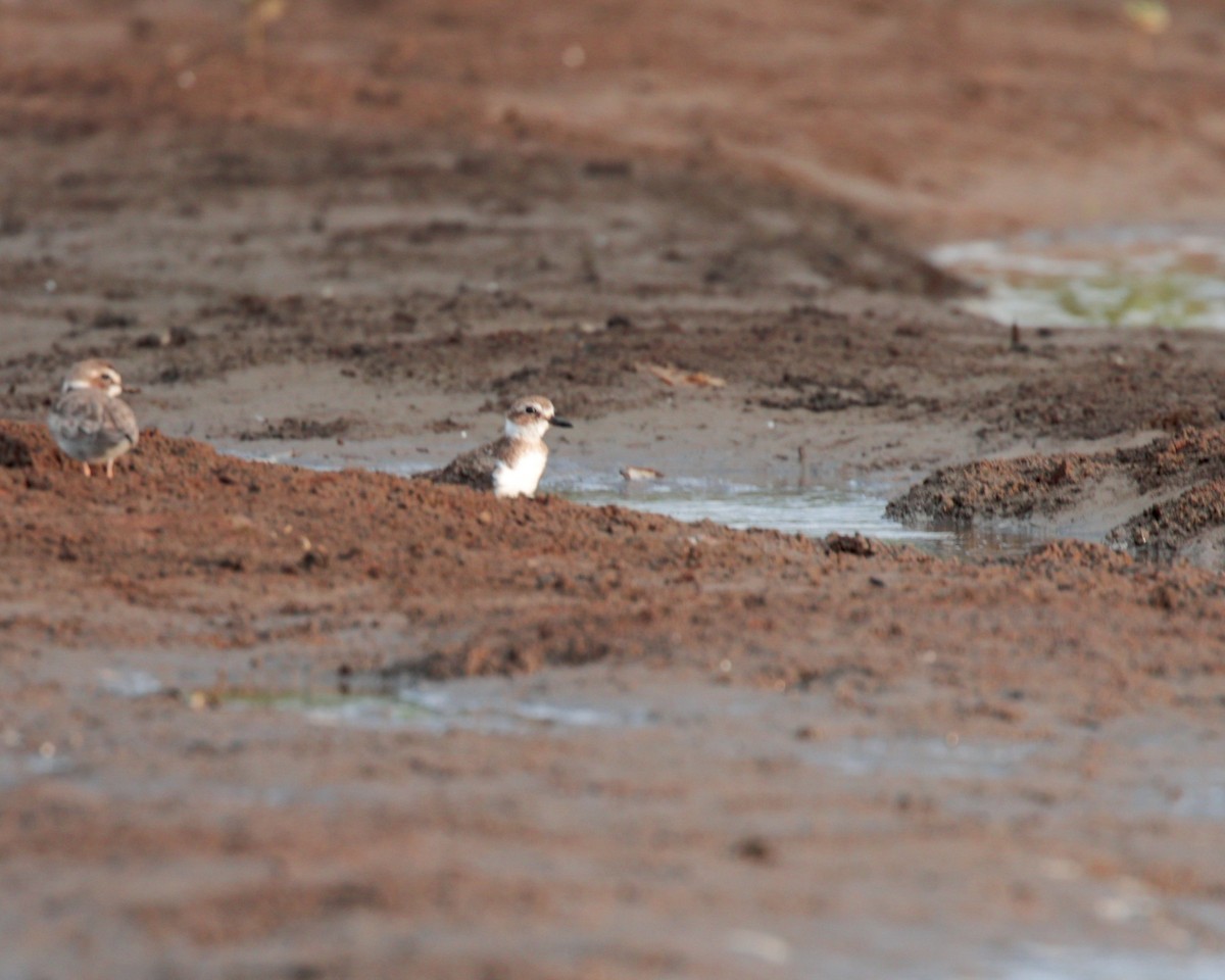 Wilson's Plover - ML642428575