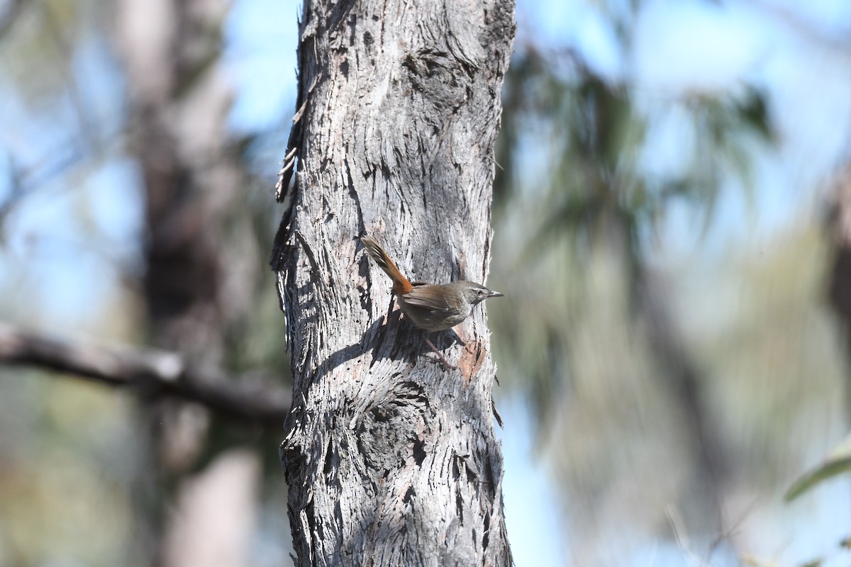 Chestnut-rumped Heathwren - ML642428589