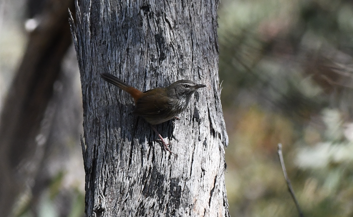 Chestnut-rumped Heathwren - ML642428591