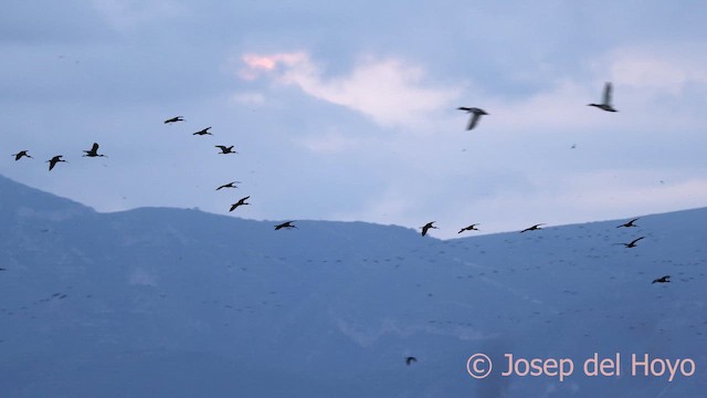 Glossy Ibis - ML642428648