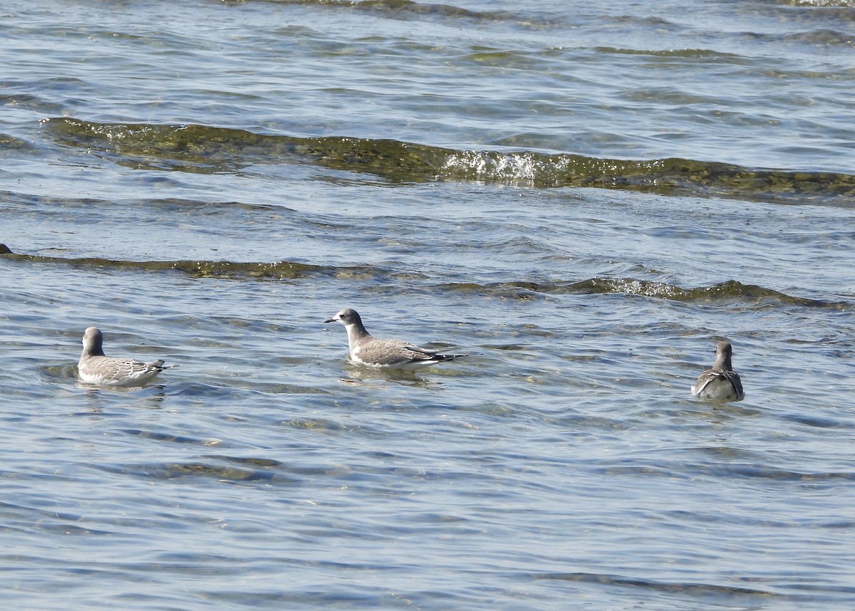 Sabine's Gull - ML642428651