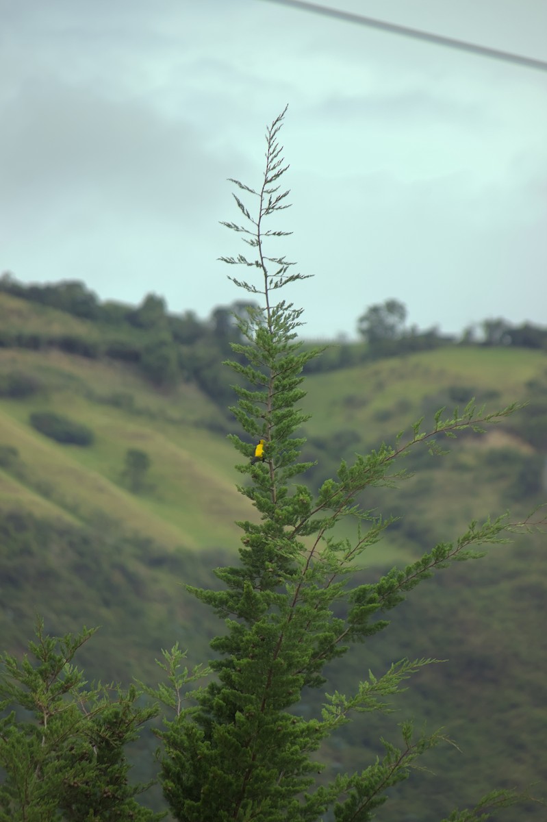 Yellow-backed Oriole - ML642428722