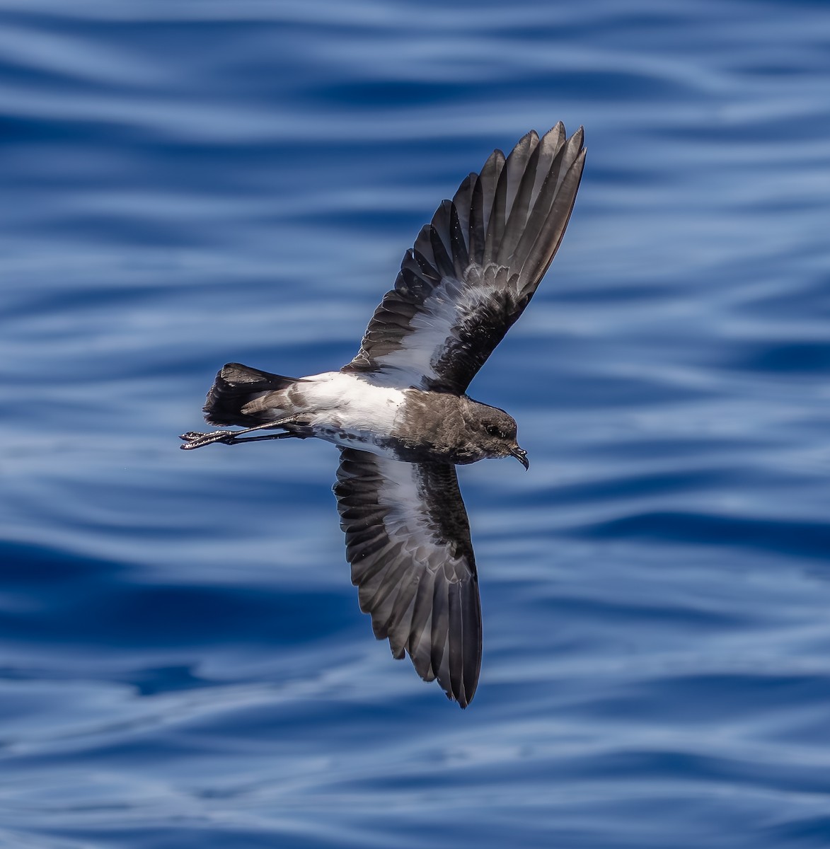 Black-bellied Storm-Petrel - ML642428749
