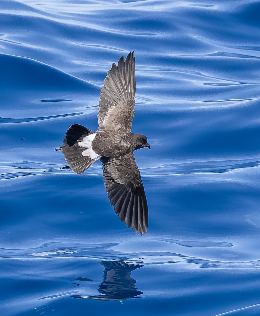 Black-bellied Storm-Petrel - ML642428750
