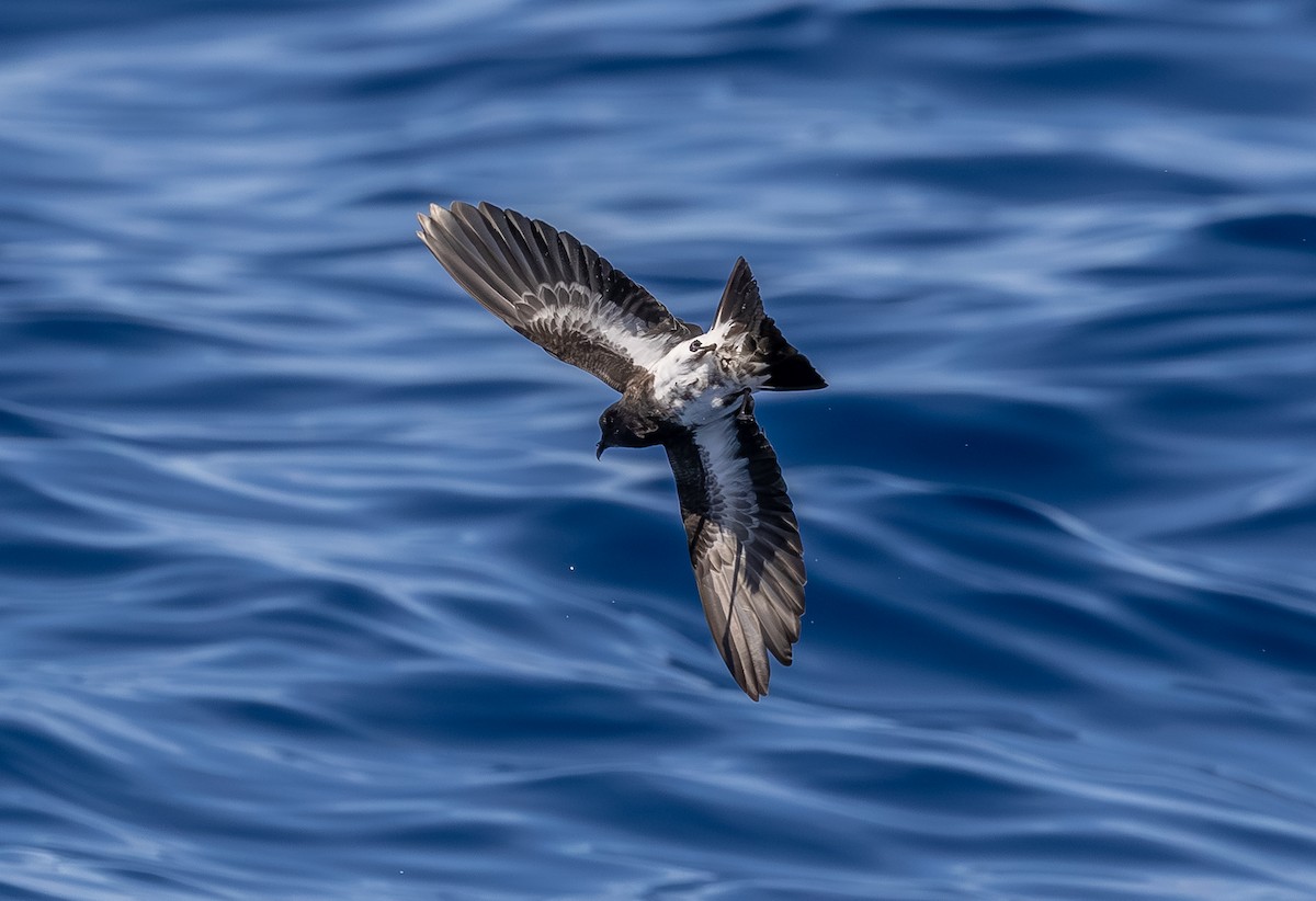 Black-bellied Storm-Petrel - ML642428751