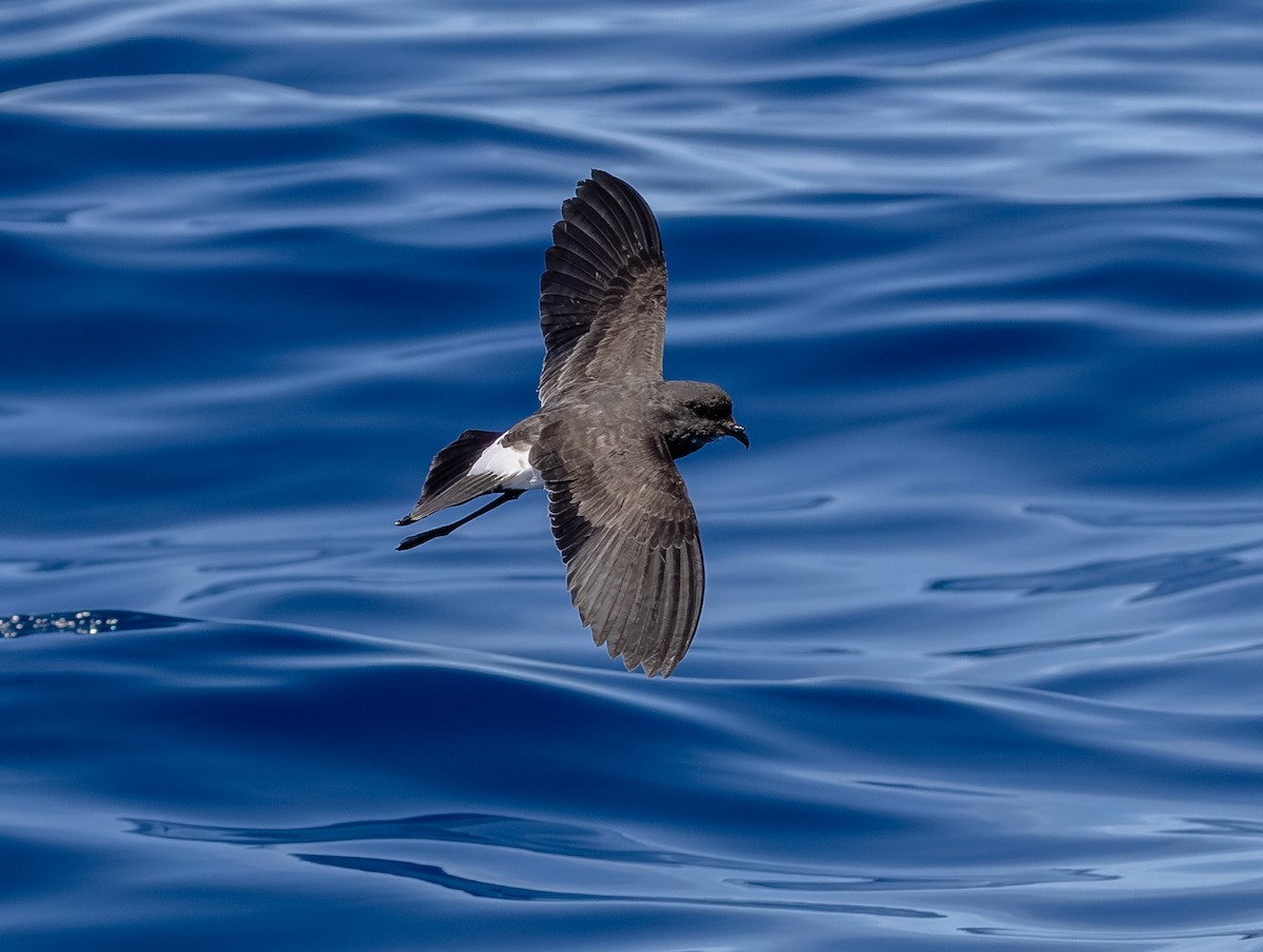 Black-bellied Storm-Petrel - ML642428752