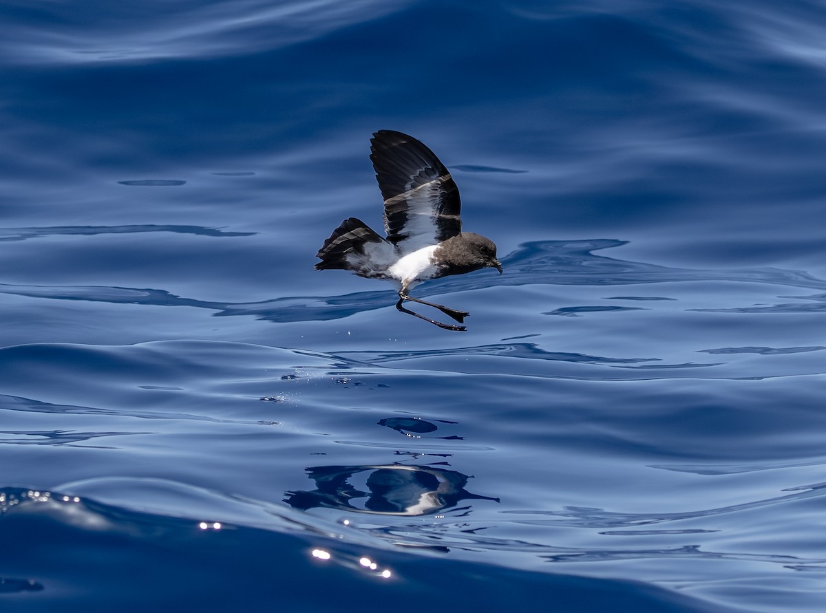 Black-bellied Storm-Petrel - ML642428753