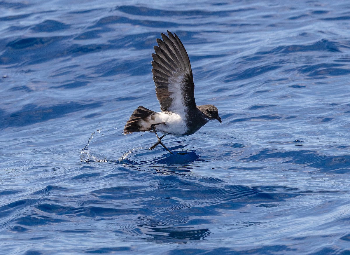 Black-bellied Storm-Petrel - ML642428754