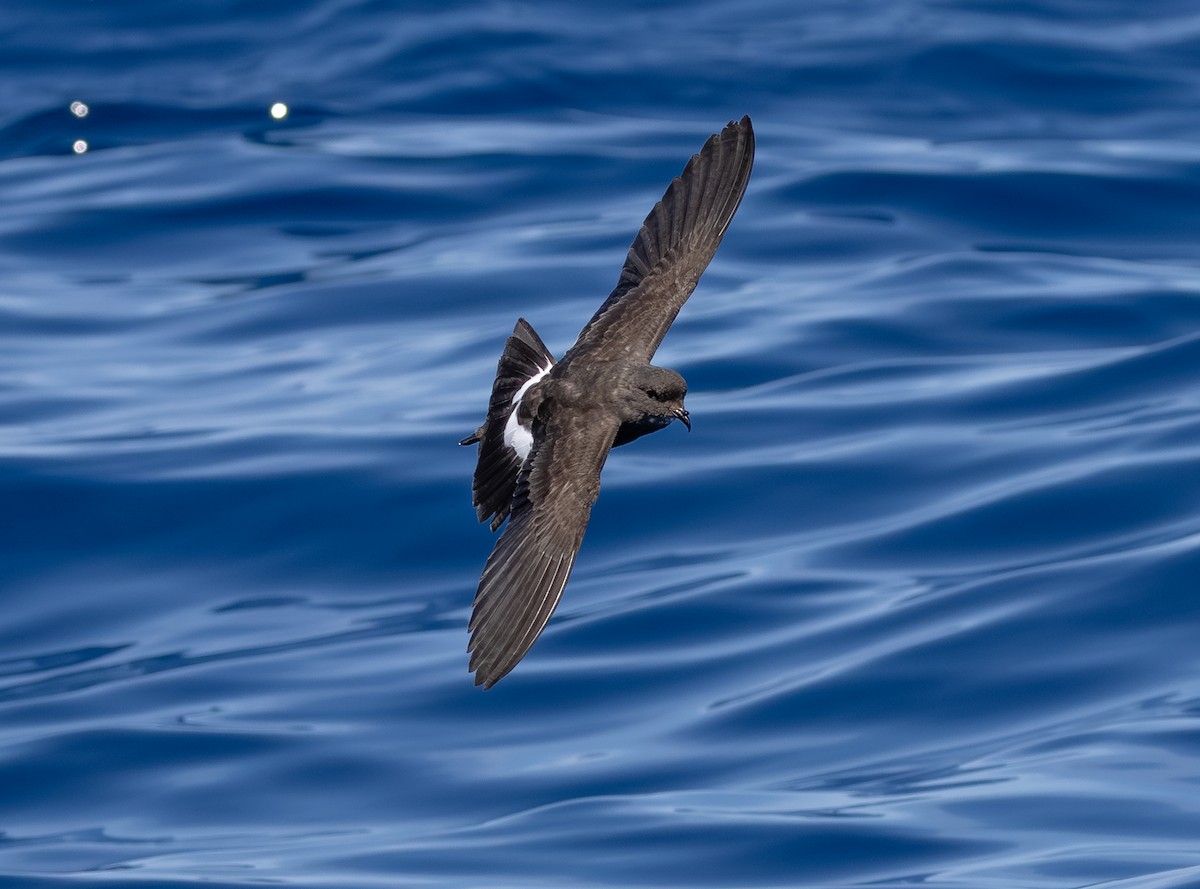 Black-bellied Storm-Petrel - ML642428755