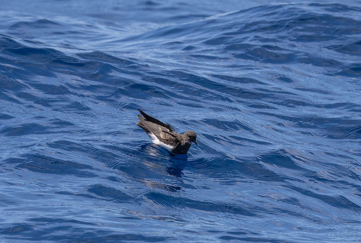 Black-bellied Storm-Petrel - ML642428756