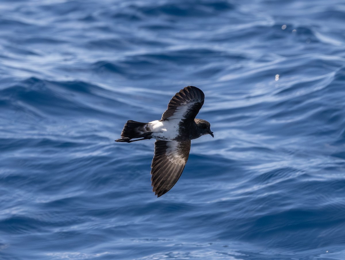 Black-bellied Storm-Petrel - ML642428757