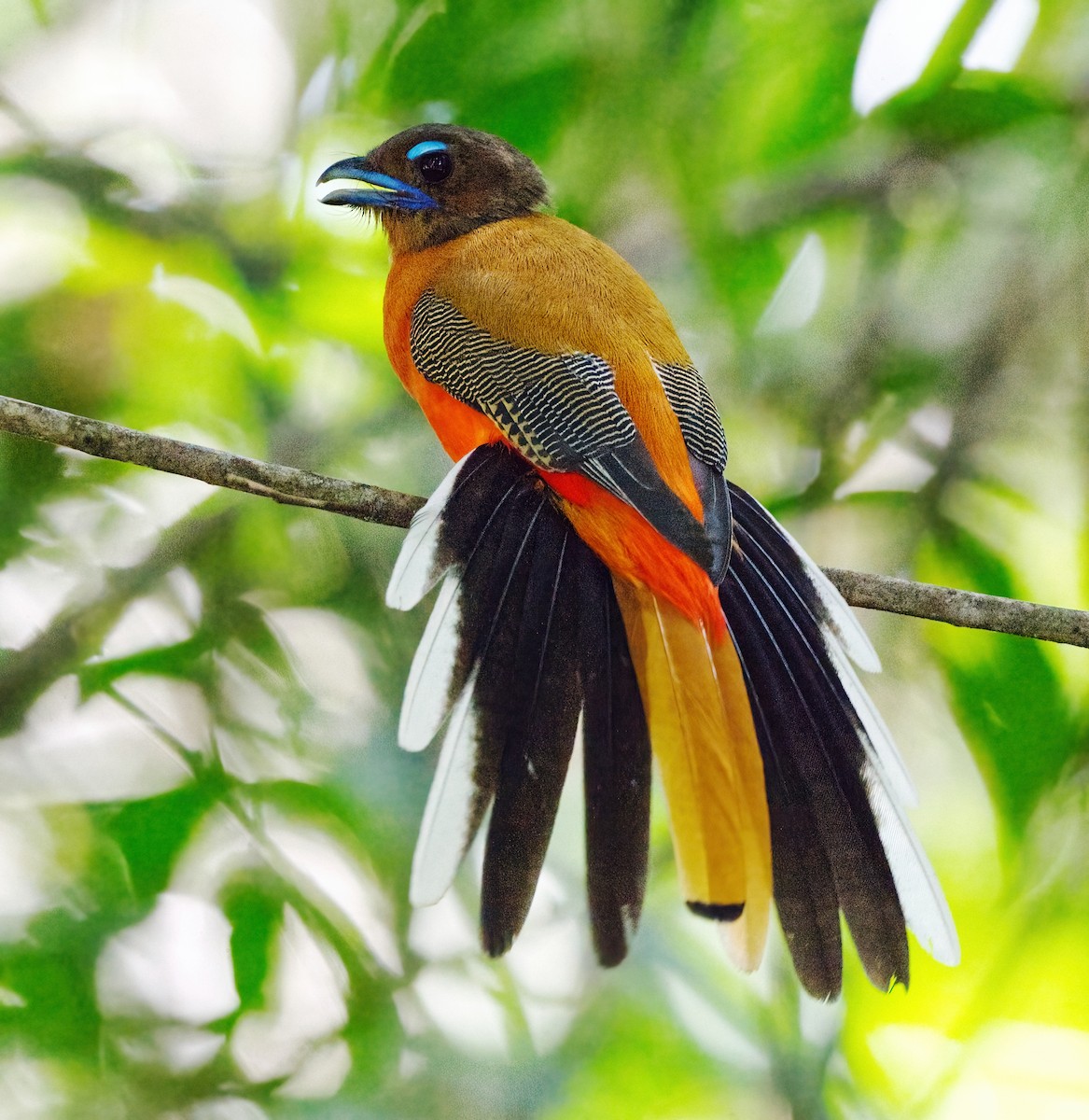 Scarlet-rumped Trogon - ML642428762