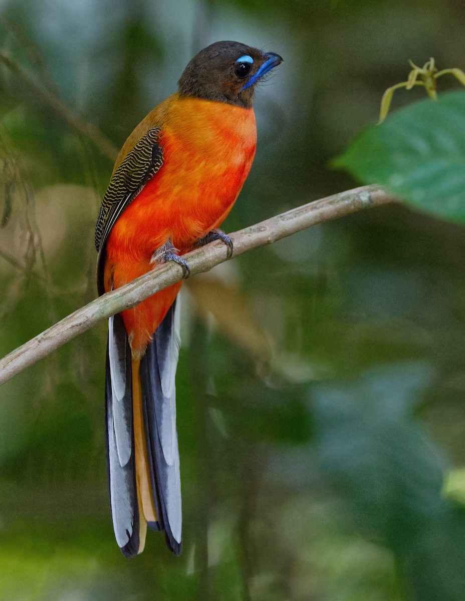 Scarlet-rumped Trogon - ML642428763