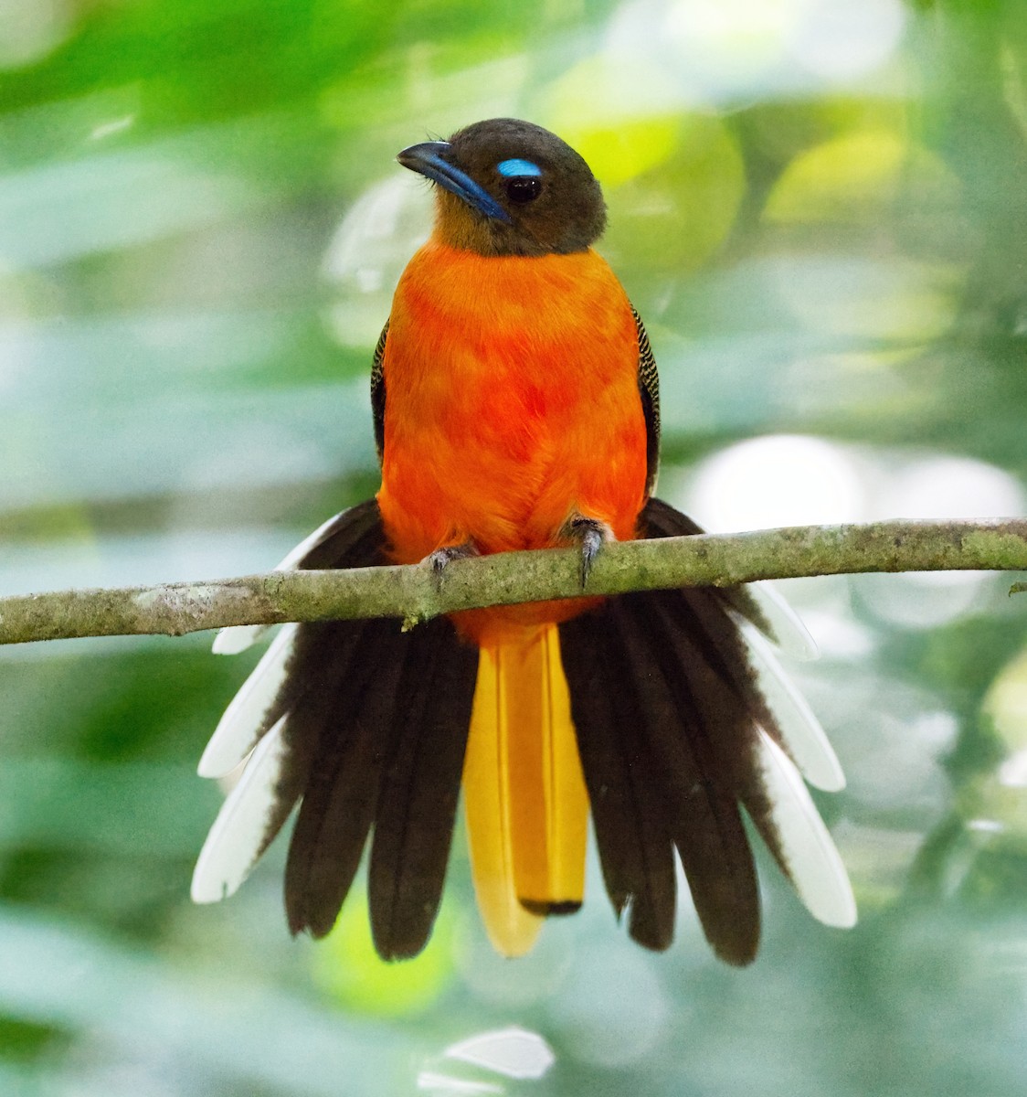 Scarlet-rumped Trogon - ML642428765