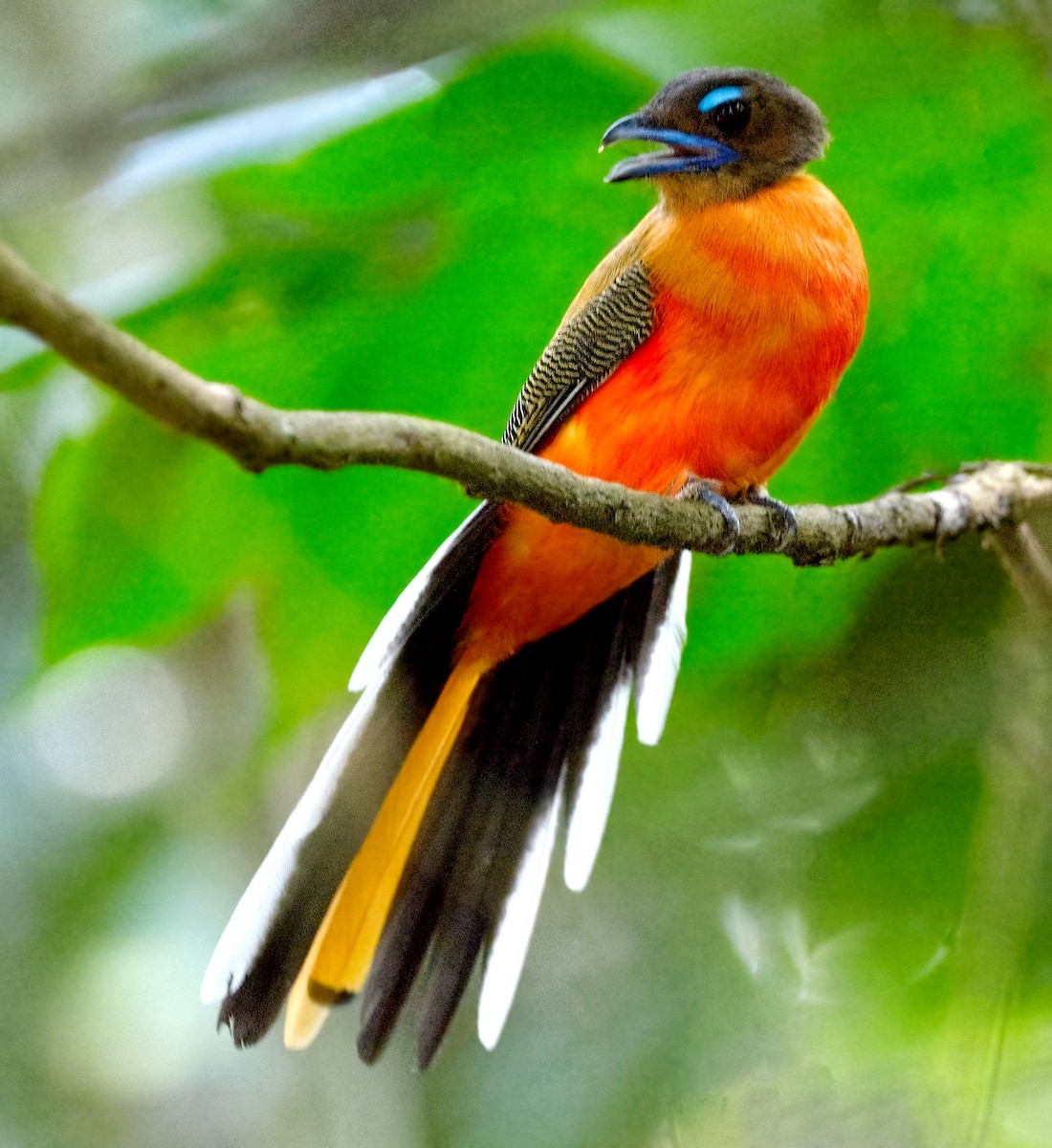 Scarlet-rumped Trogon - ML642428798