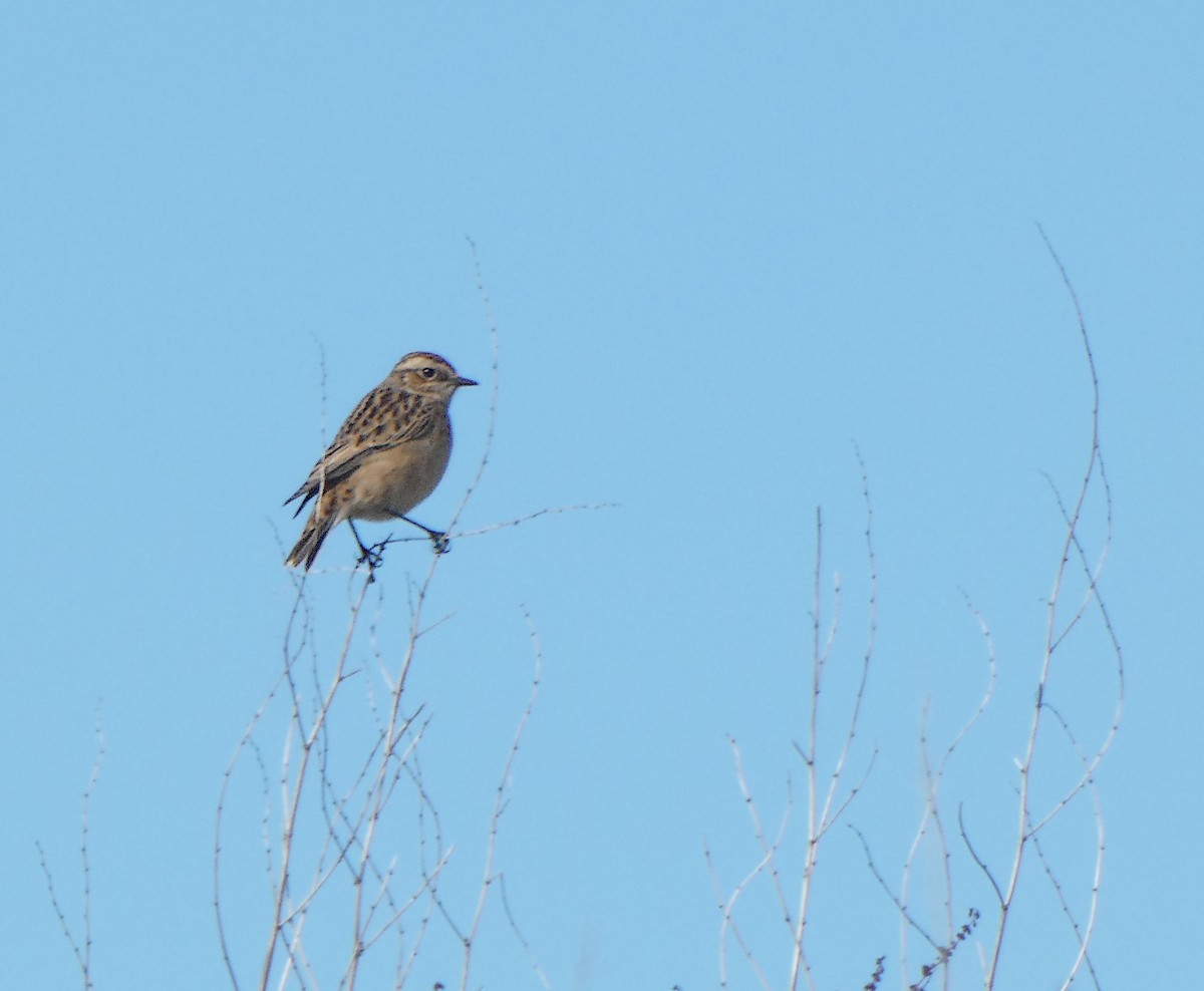 Whinchat - ML642428818