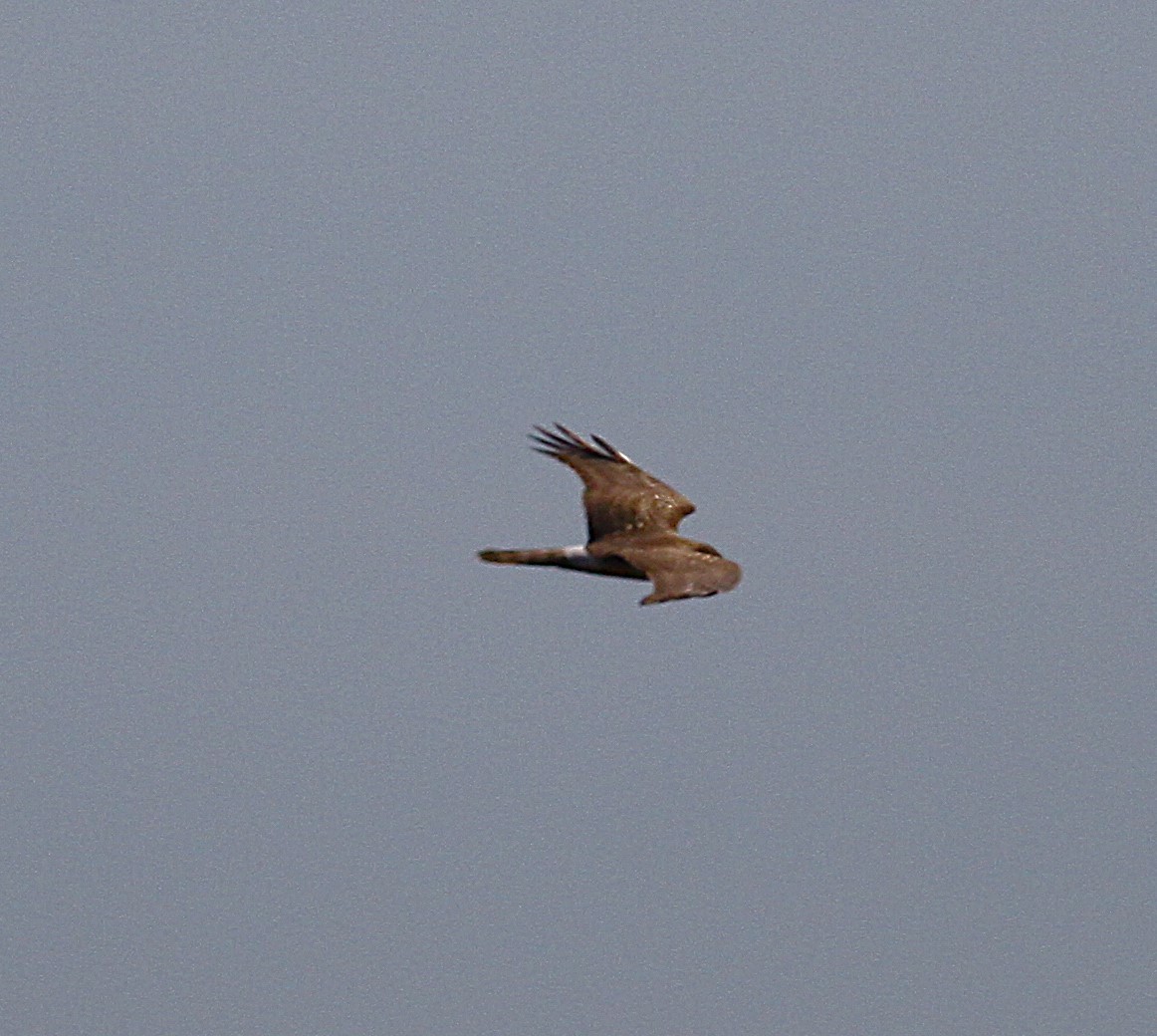 Mirotz zuri eurasiarra - ML642428820