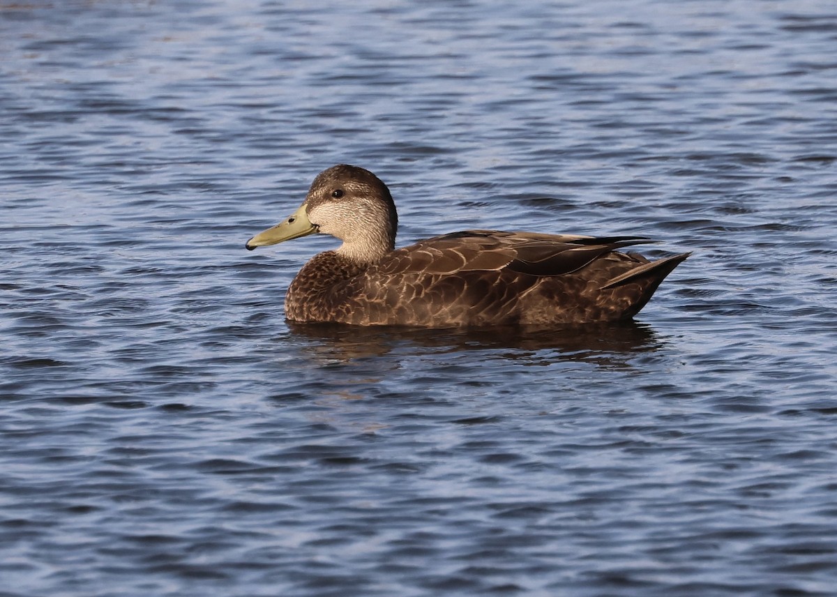 アメリカガモ - ML642428823