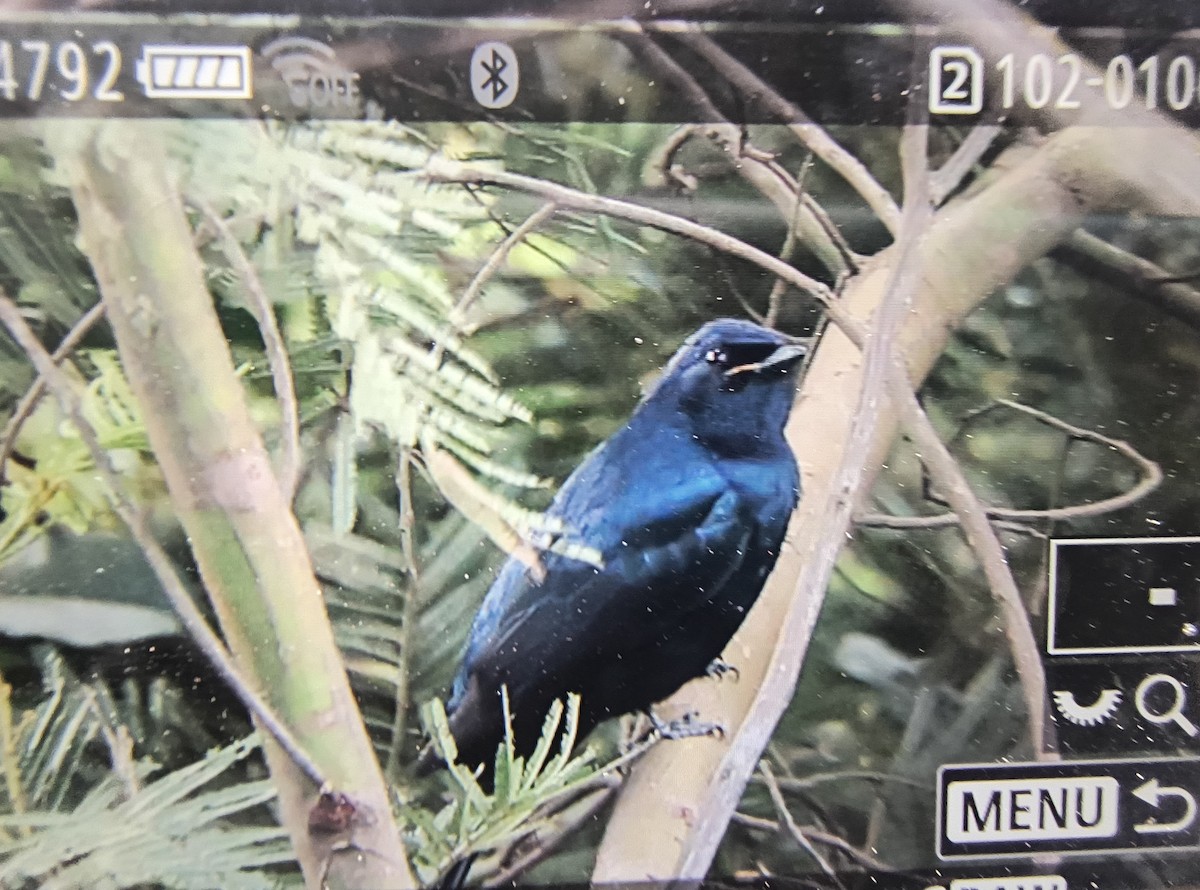 Black Cuckooshrike - ML642428844