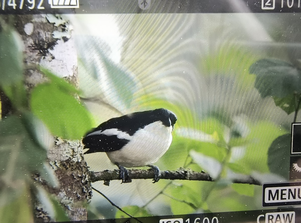 Tropical Boubou - ML642428857