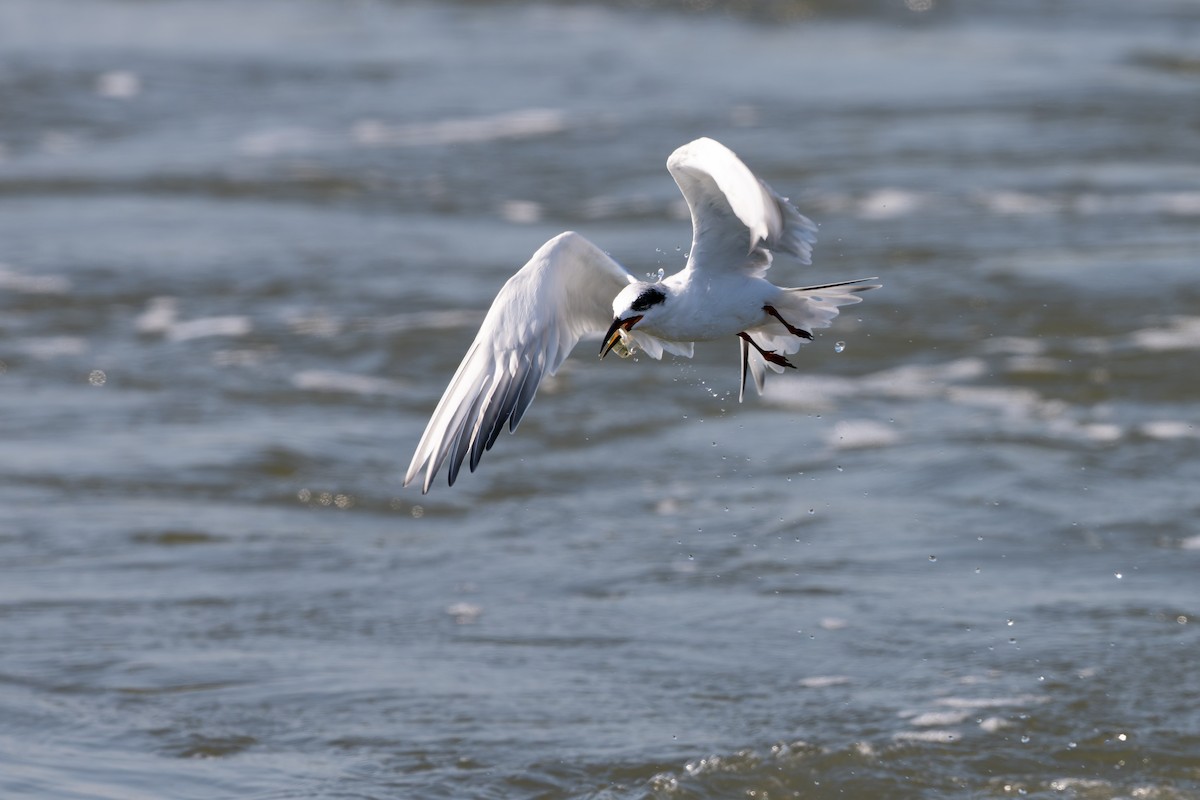Forster's Tern - ML642428877