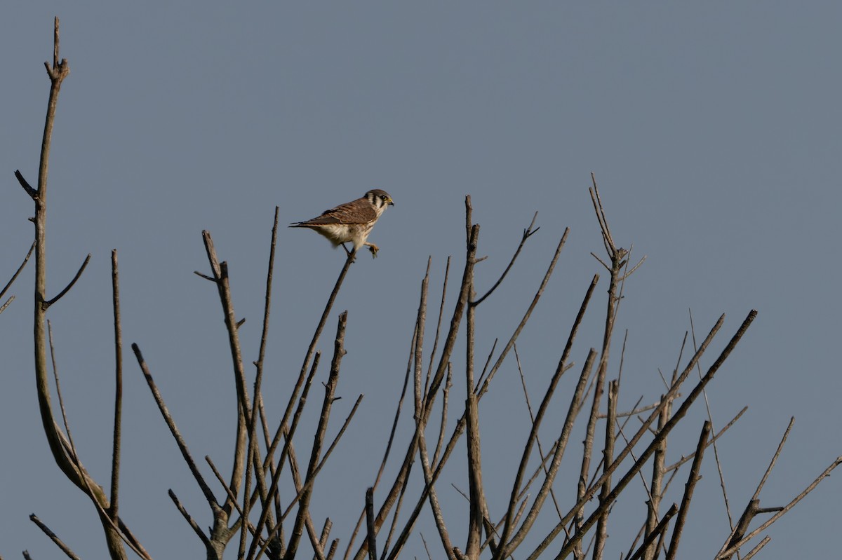 American Kestrel - ML642428895