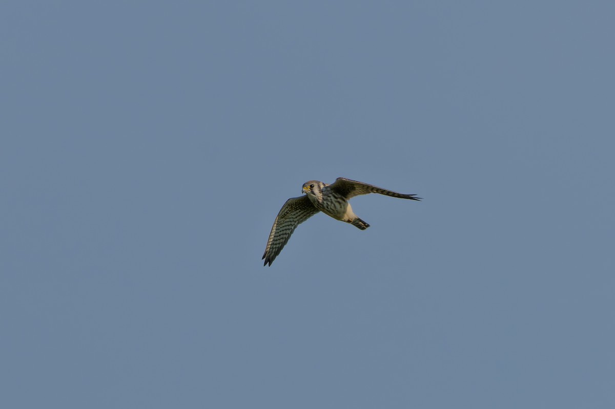 American Kestrel - ML642428897