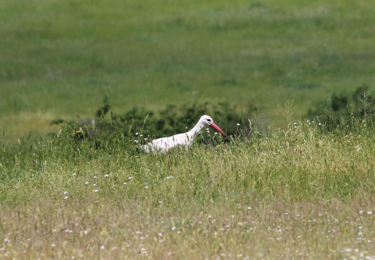 stork - ML642428899