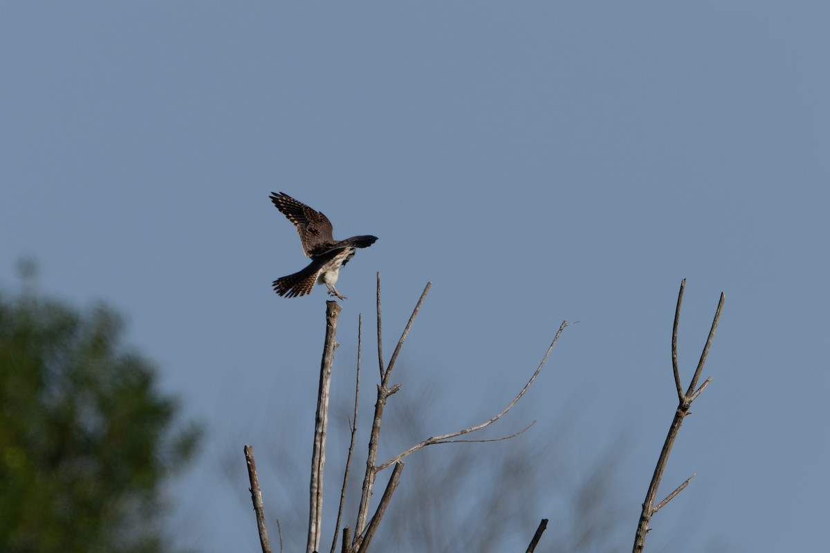 American Kestrel - ML642428903