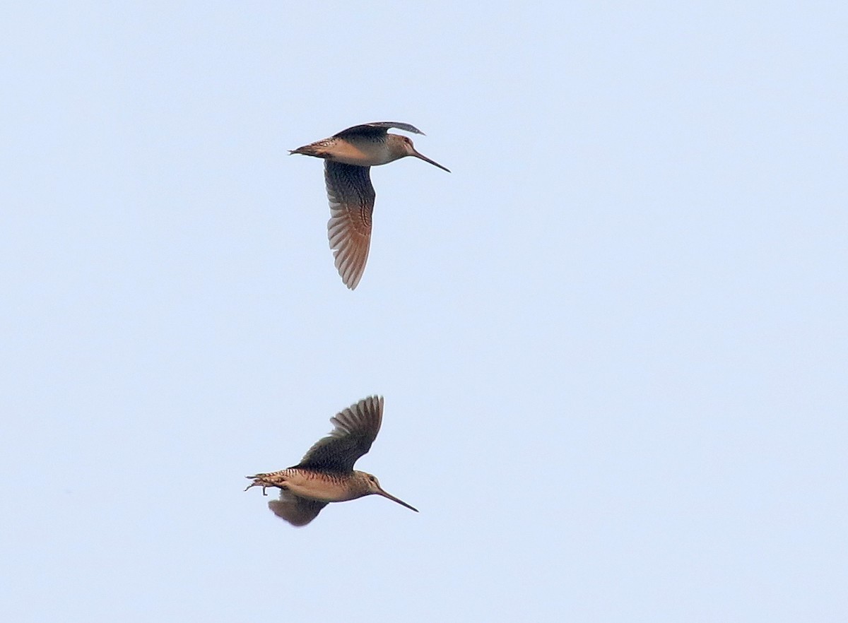 Pin-tailed Snipe - ML64242891