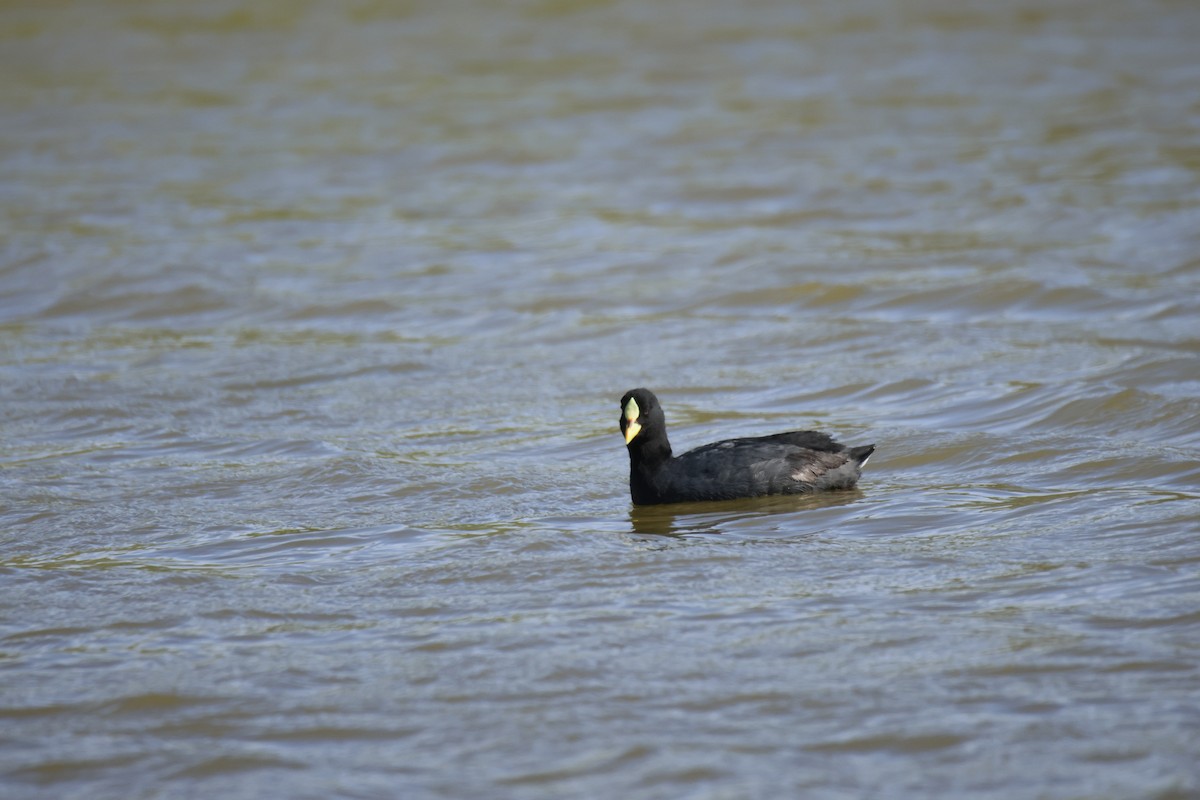 Red-gartered Coot - ML642428913