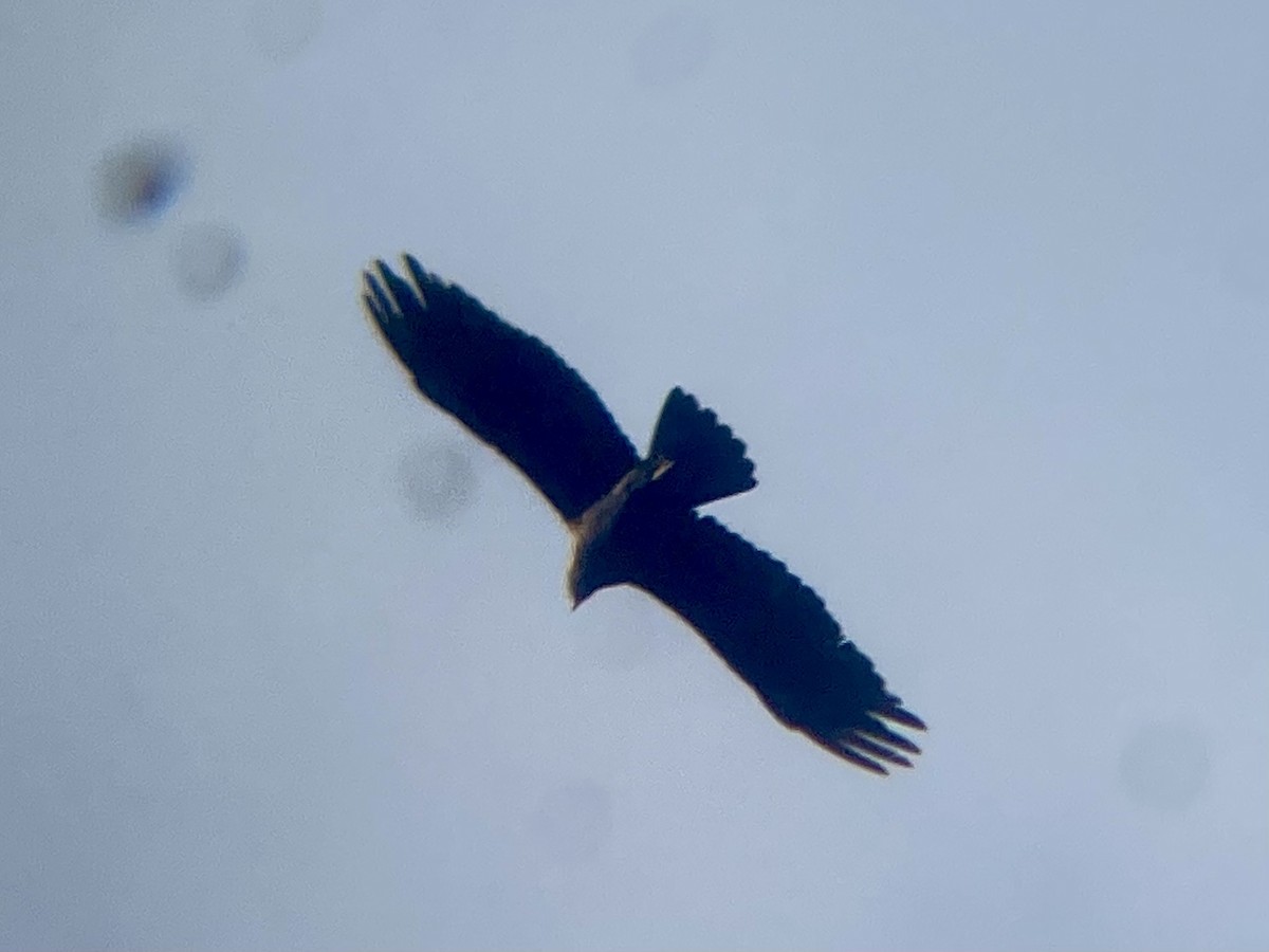 Aquila reale - ML642428924