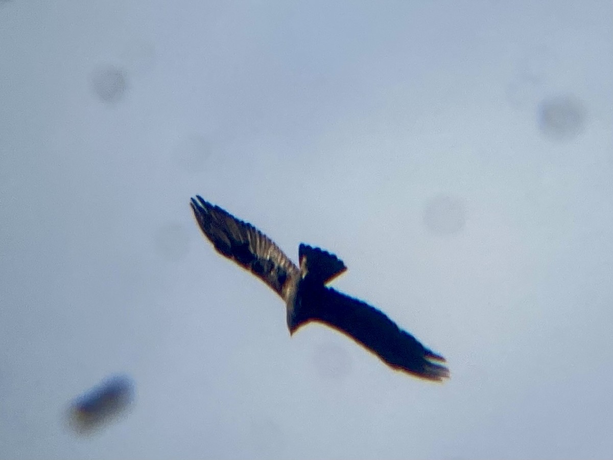 Aquila reale - ML642428925