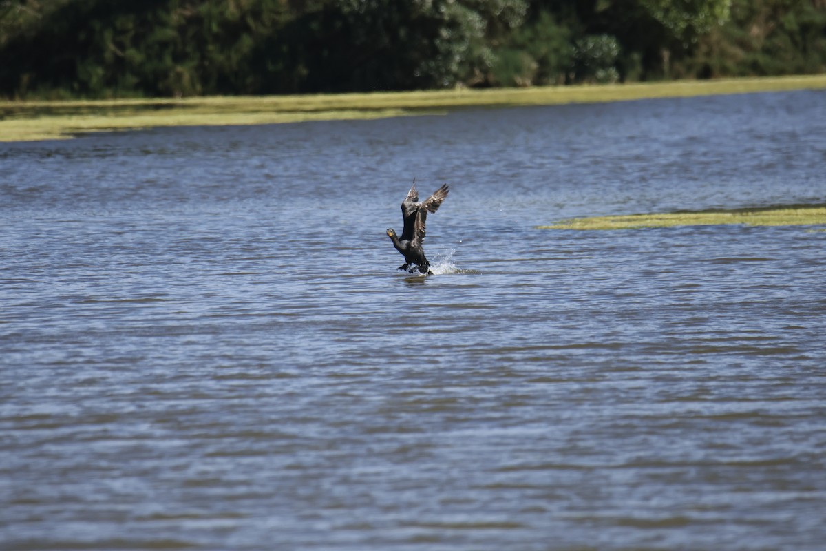 Neotropic Cormorant - ML642428956