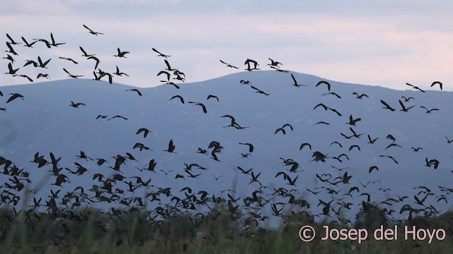 Glossy Ibis - ML642428965