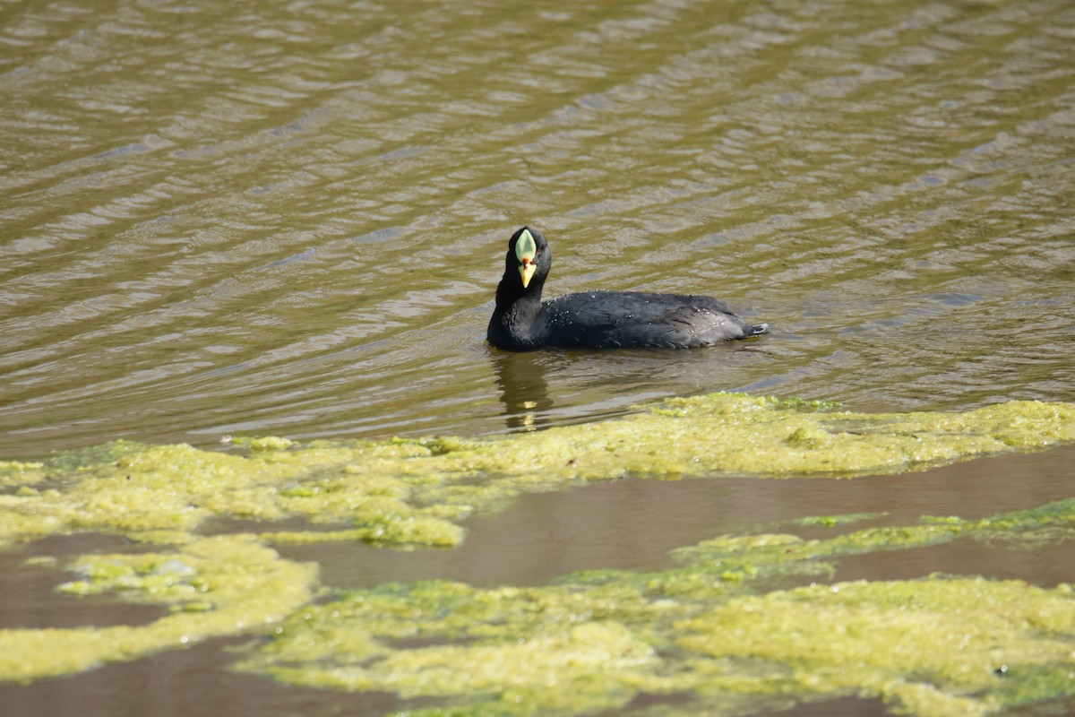 Red-gartered Coot - ML642428970