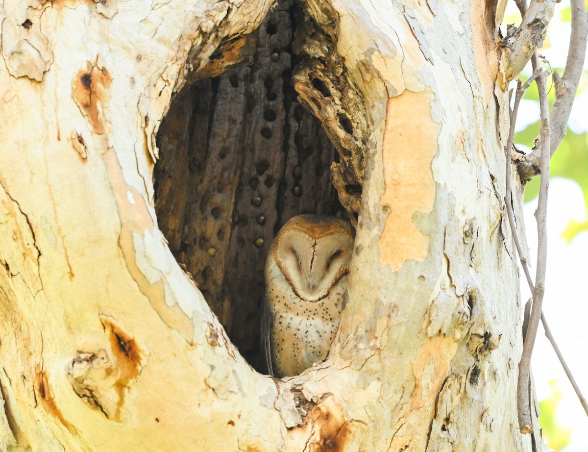 American Barn Owl - ML642429014