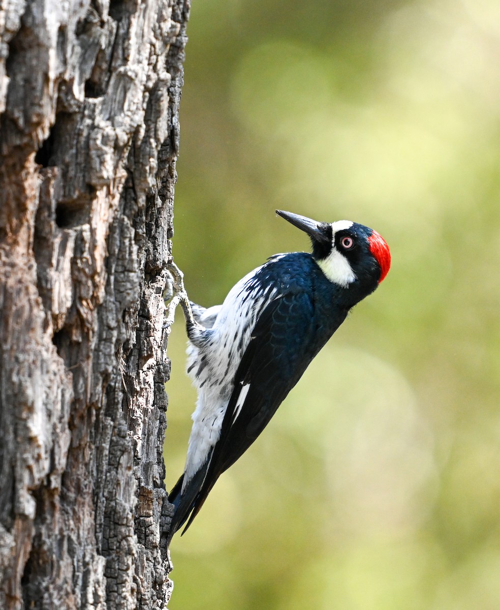 Acorn Woodpecker - ML642429018