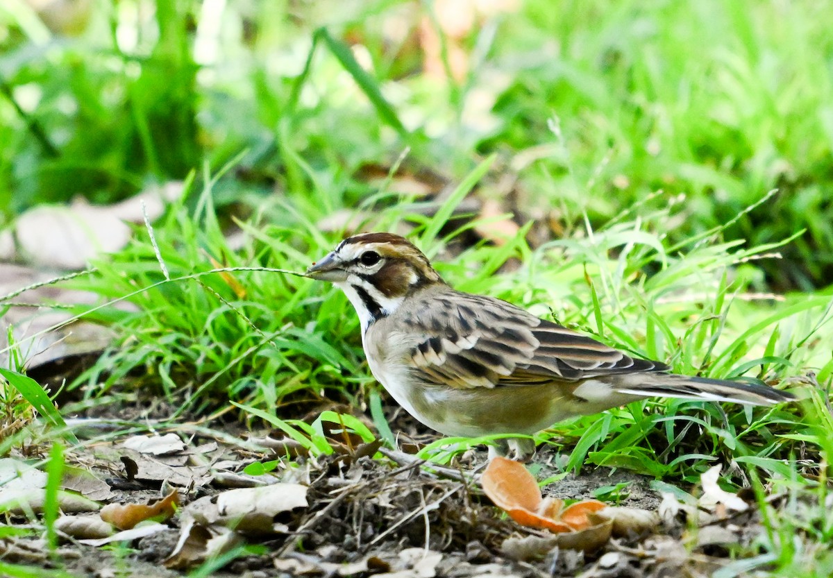 Lark Sparrow - ML642429043