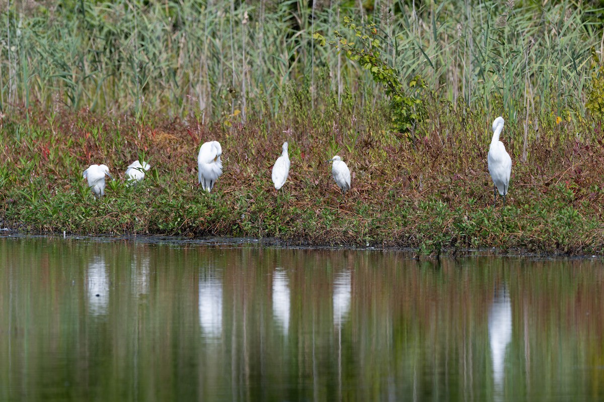 Little Blue Heron - ML642429048