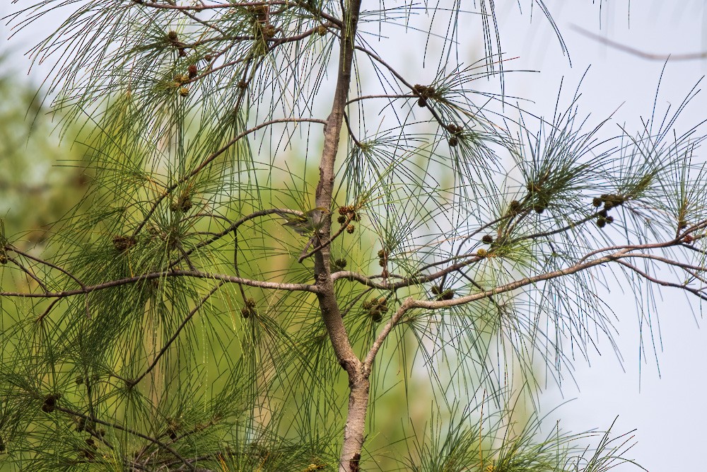 Chestnut-sided Warbler - ML642429078