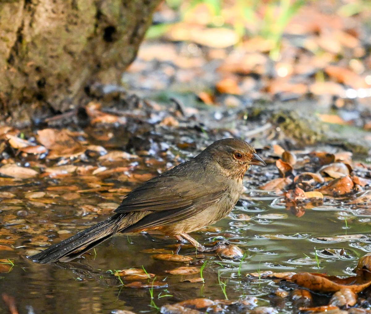 California Towhee - ML642429083