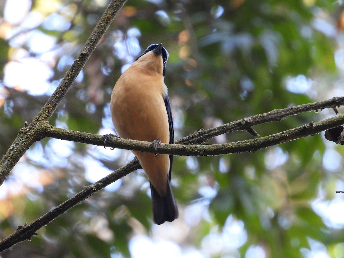 Fawn-breasted Tanager - ML642429087