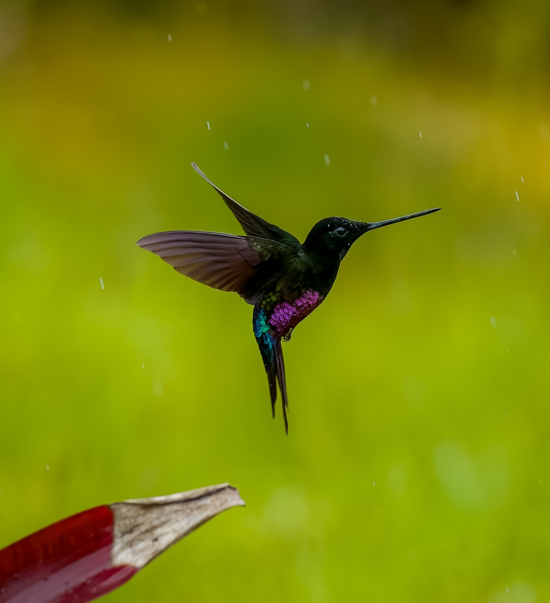 Blue-throated Starfrontlet - ML642429101