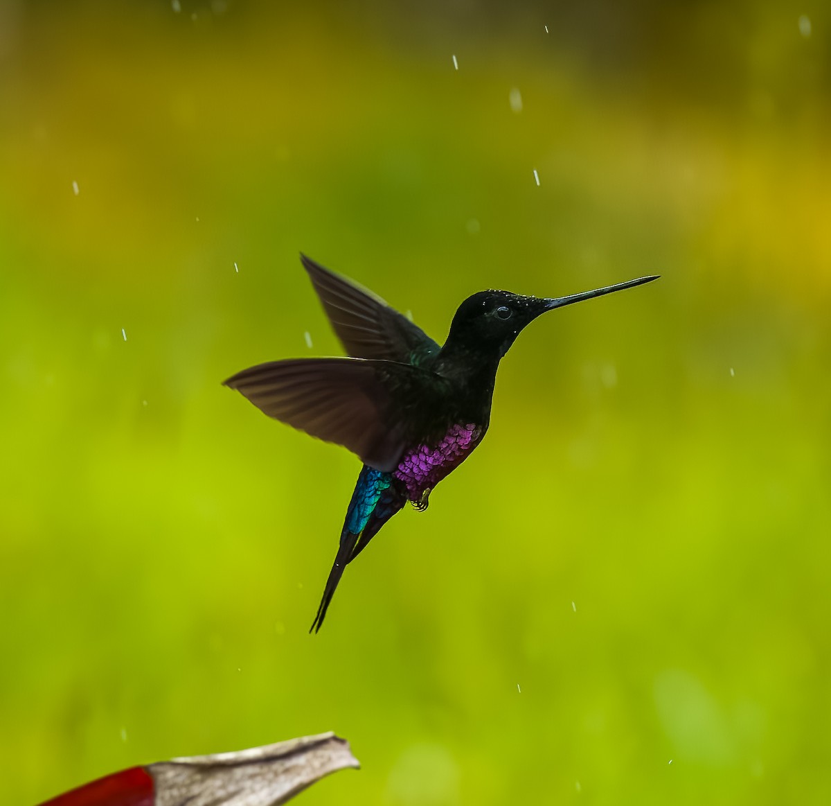 Blue-throated Starfrontlet - ML642429102