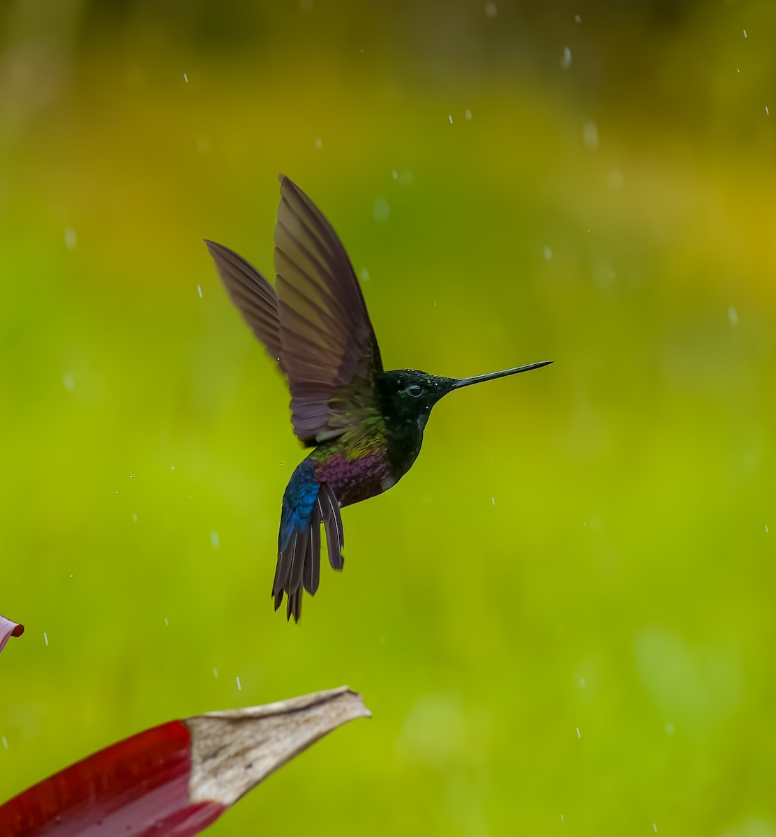 Blue-throated Starfrontlet - ML642429103