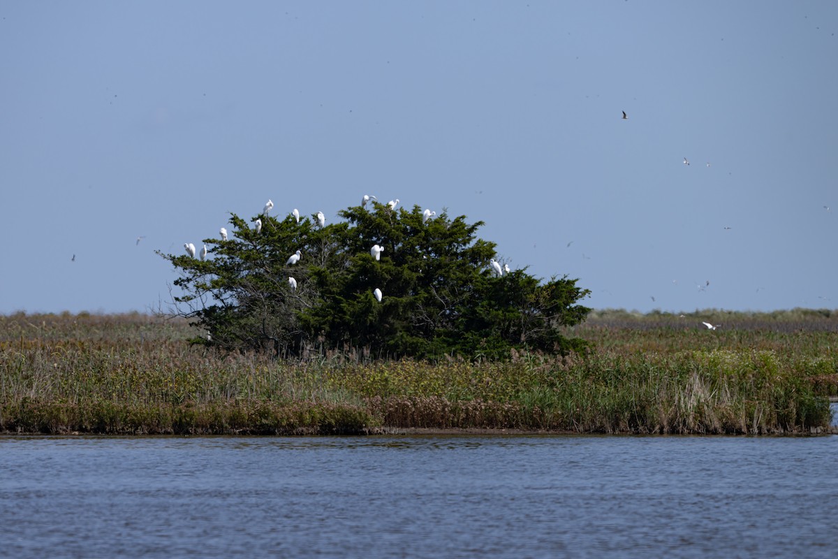 Great Egret - ML642429108